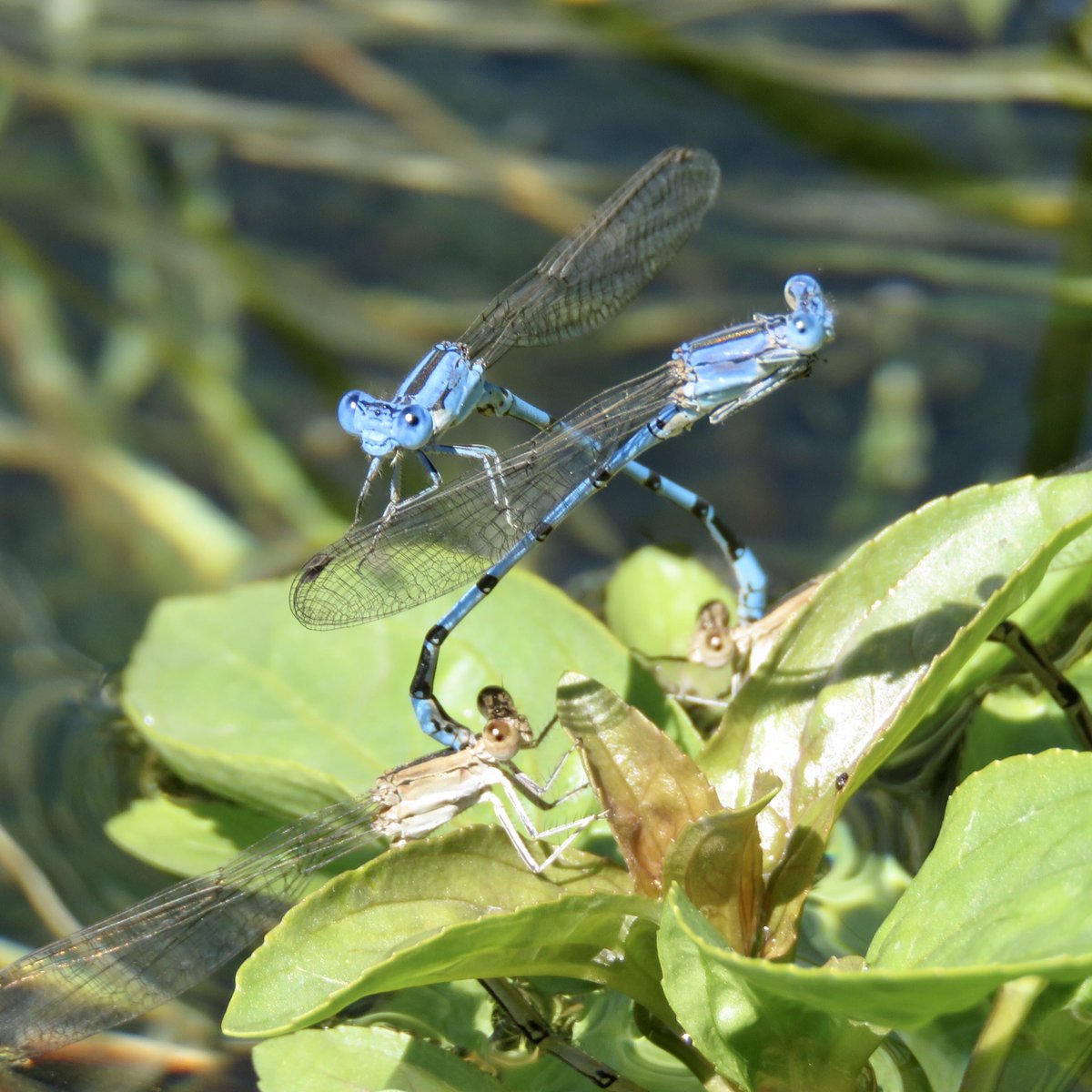 Two pairs of Aztec dancer (Argia nahuana) damselflies — the females laid eggs in the Santa Cruz River as the bright blue males guarded them from above  #Tucson  #doubledate