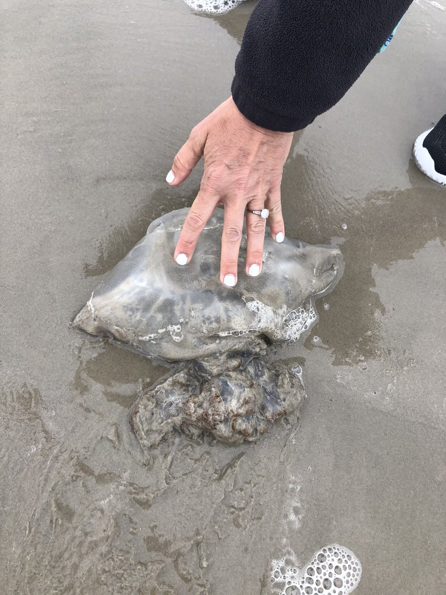 LazareScience's tweet photo. NAme this guy @MS_CARRILLO_BIO #lhsscienceforall https://t.co/6kIyK0FnYM