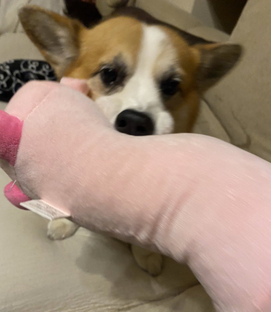 WC_RON's tweet photo. あの

鼻の横のたるたるしてるところ
柔らかくて気持ち良いんですよね。笑

共感してくれる方はRTお願いします🐶

#コーギー #鼻の横のプニプニ #そこの名前は #なんですか https://t.co/R3PCIMSMKw