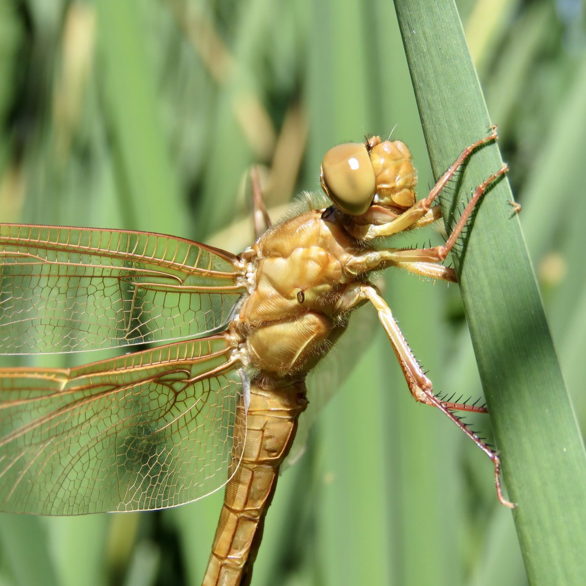 This flame skimmer (Libellula saturata) had just emerged from its larval skin and was unfurling its wings while resting on a cattail along the Santa Cruz River  #growingup