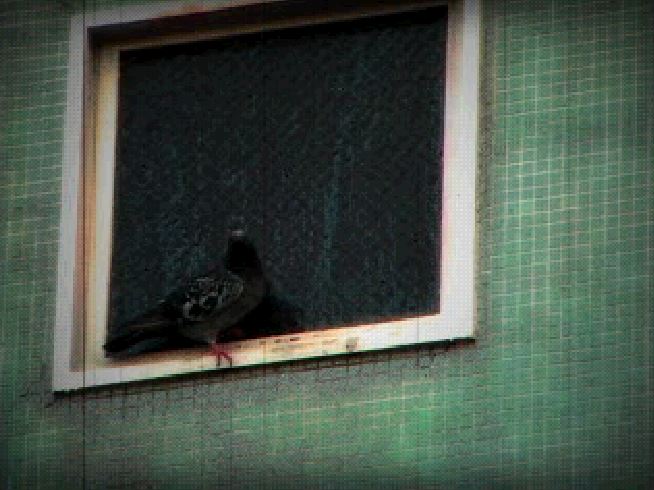 Des pigeons qui regardent le temps passer et s'envolent (il me semble que j'avais déjà eu cette vidéo, je ne remettrai pas les autres doublons même si je les ai revus)