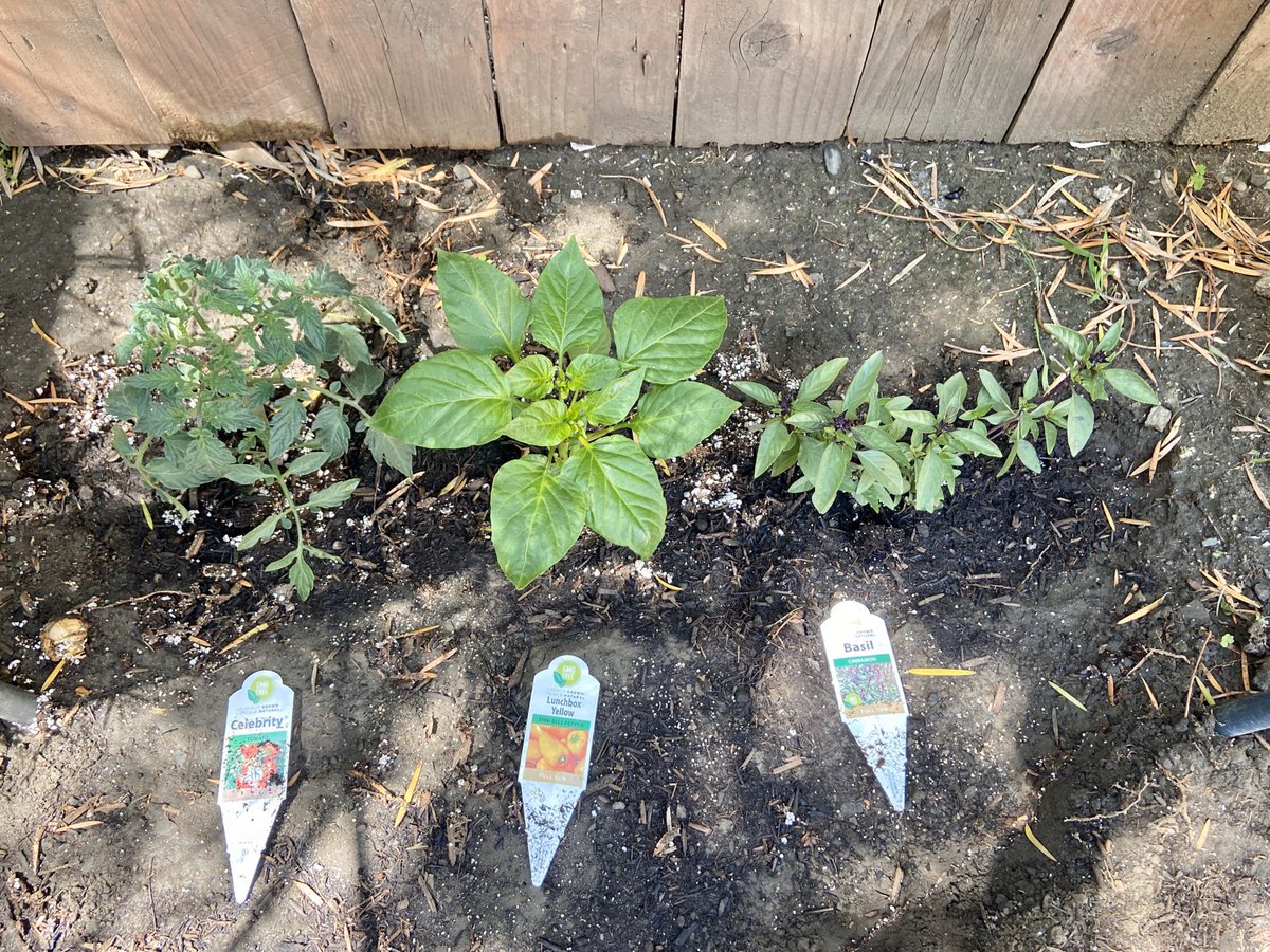 laurenhs1's tweet photo. New #quarantinehobby ! #herbgarden #veggiegarden https://t.co/iGqnn15SXG