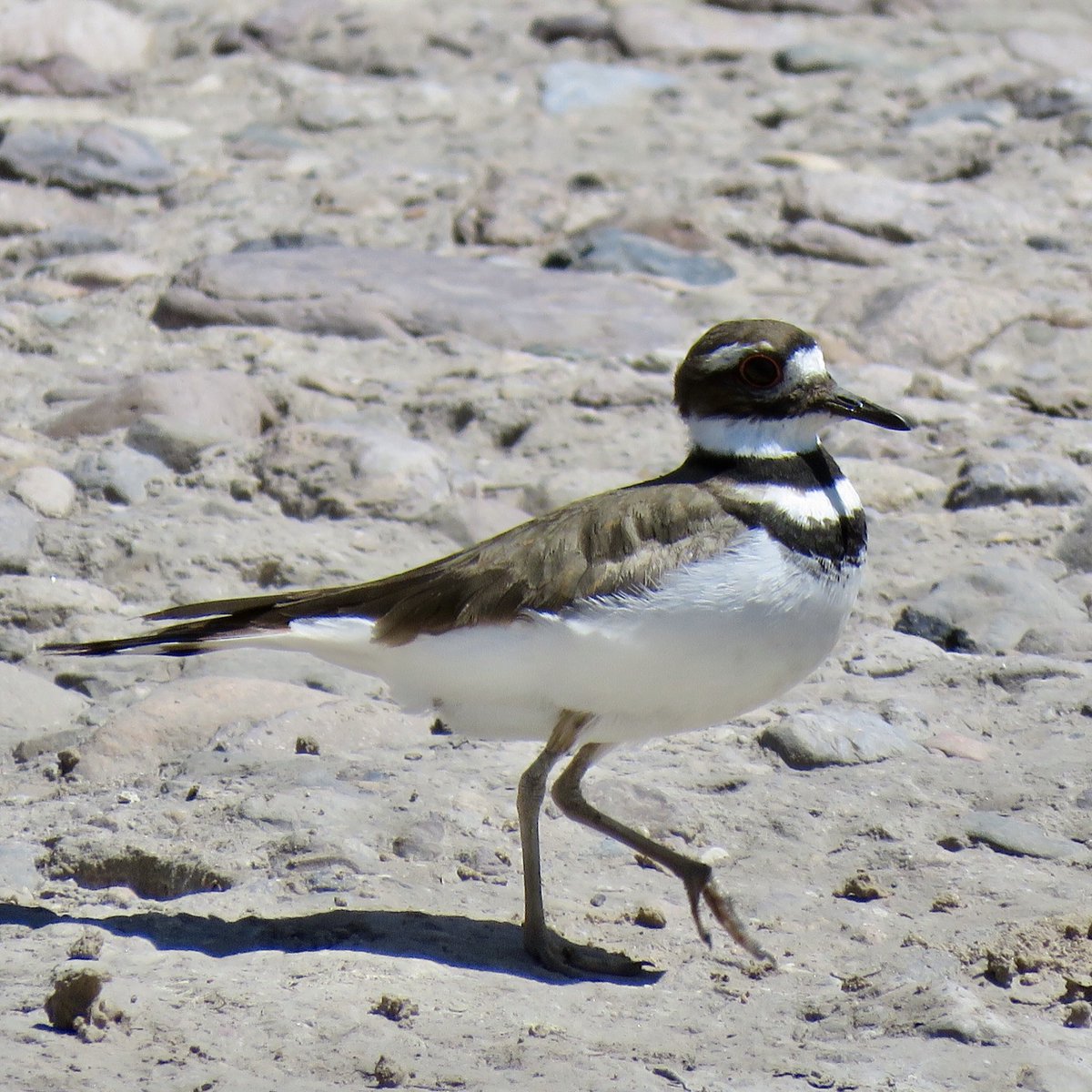 If dragonflies aren’t your thing, please enjoy this killdeer family— mama bird and two fluffy chicks. This is the first successful nest since the river started flowing again downtown!!!  #Tucson  #effluent
