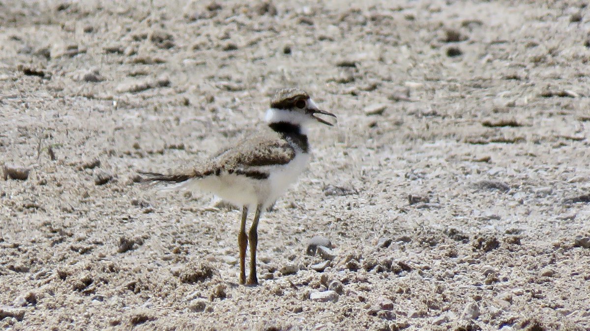 If dragonflies aren’t your thing, please enjoy this killdeer family— mama bird and two fluffy chicks. This is the first successful nest since the river started flowing again downtown!!!  #Tucson  #effluent