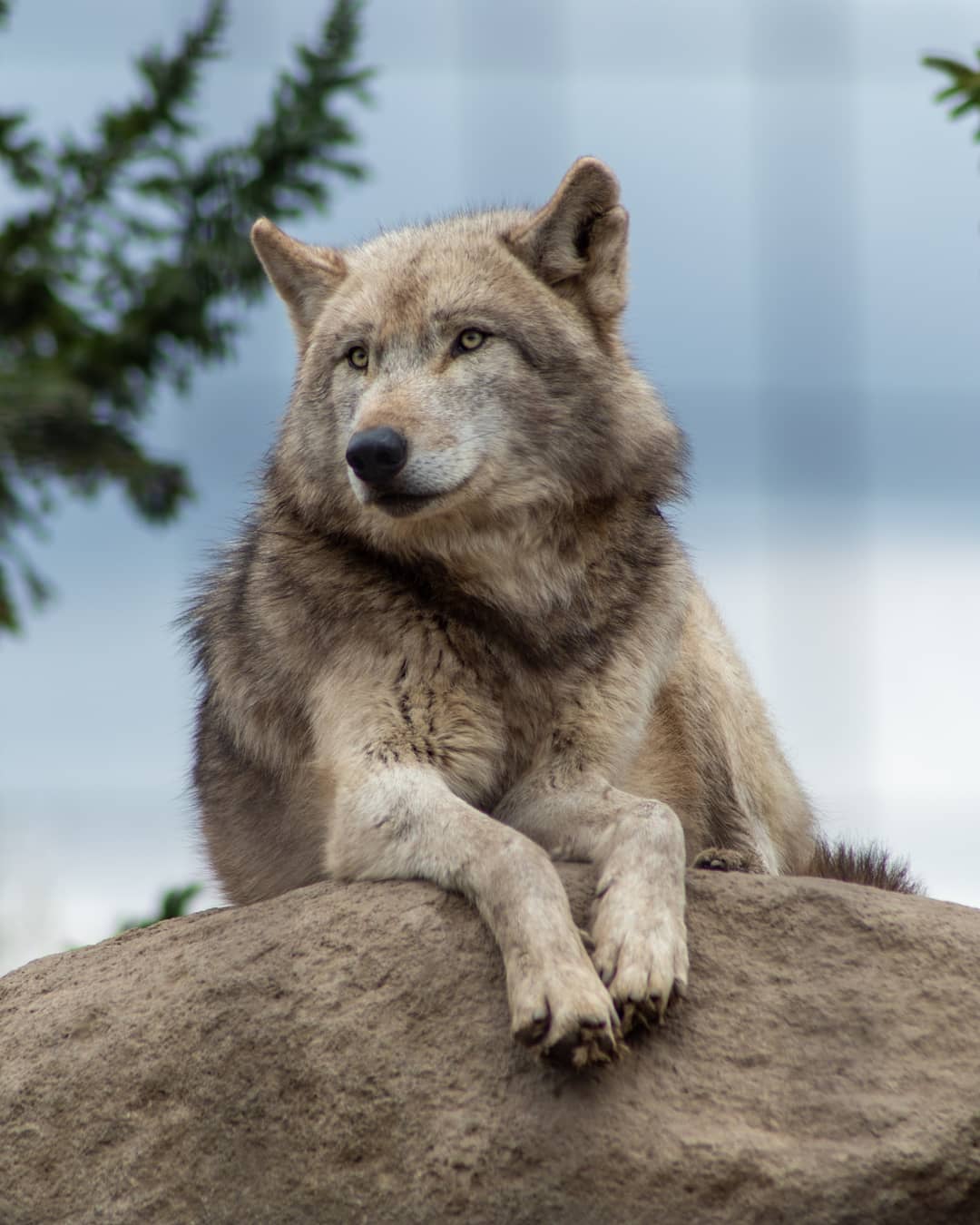 Ezo Red Fox1125 Crying Wolf 再び縦構図でございます 旭山動物園 北海道 Wolf Keglnek 狼 Canislupus タイリクオオカミ ハイイロオオカミ 動物好き 北海道が美しい T Co 4sd3vbsia0 Twitter