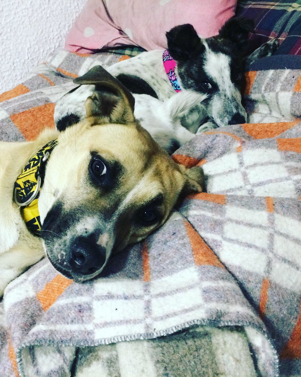 VicoBeba's tweet photo. @andreanimalidad @darcyquinnr @SaninPazC @Yanelda @Margaritarosadf @AleGiraldoP @wilcheschaux @RCAnimal @PinoCalad @IVANSERRANOAL @marcevalenciar #contigoencasa https://t.co/YWd7zgdEtO