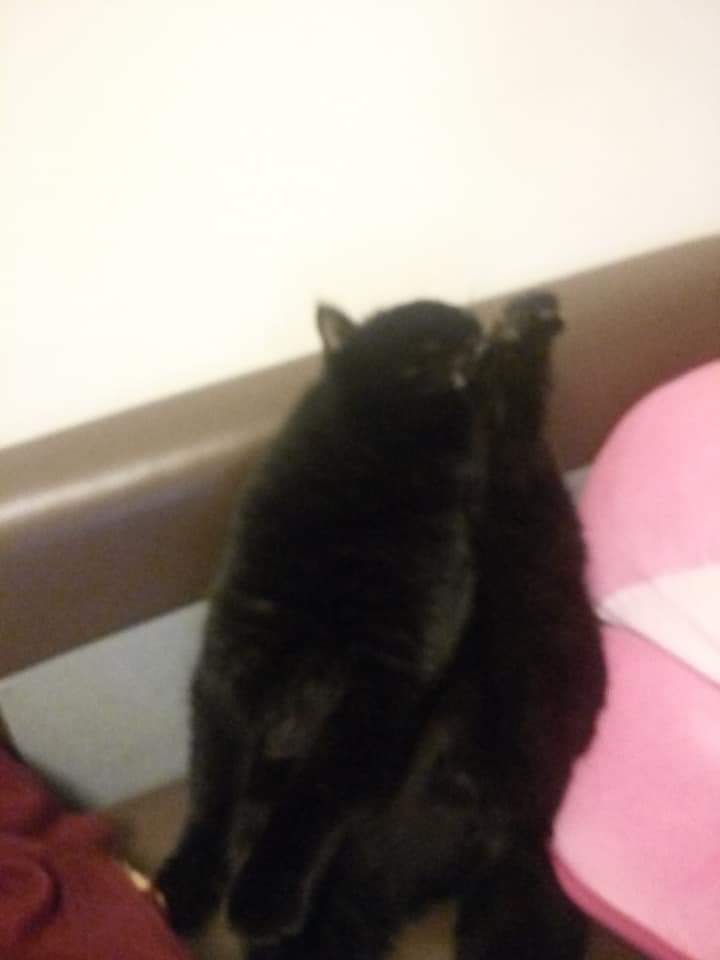 BJ220302's tweet photo. Started doing live hip hop dance class in the living room. Turned around and my cat was like this at my back. Show off! #cat #COVID19 #hiphop #livedanceclass https://t.co/ov272Qr6rR