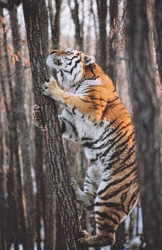 FlashWhite_'s tweet photo. #Tiger #Anthro #Art #Feline #Furry #Fantasy #Digital #Adorable #Cute https://t.co/BZjfVtqf7o