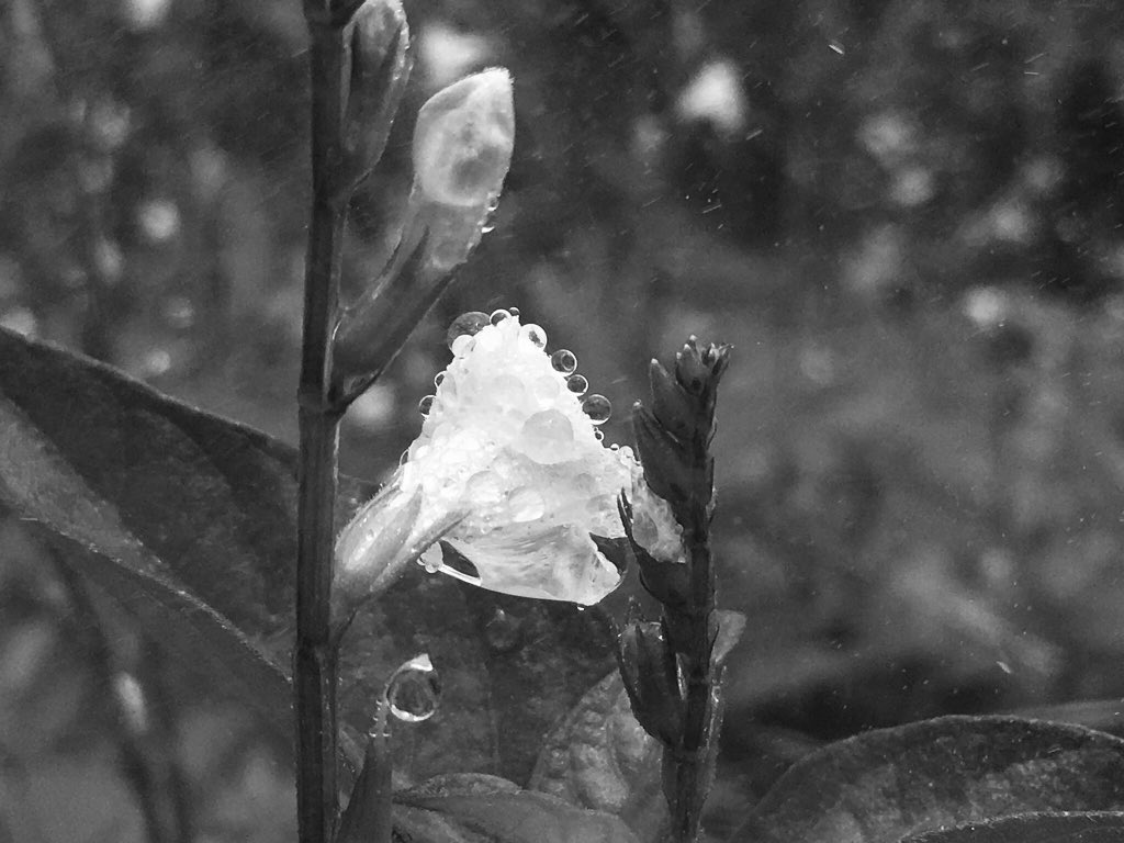 nut_jer's tweet image. Life is Simple, but we insisted on Making it complicated.🖤
   "แท้จริงแล้วชีวิตนั้นเรียบง่าย แต่เรากลับพยายาม
         ทำให้มันซับซ้อนขึ้นทุกวัน"🥀
@nut_jer