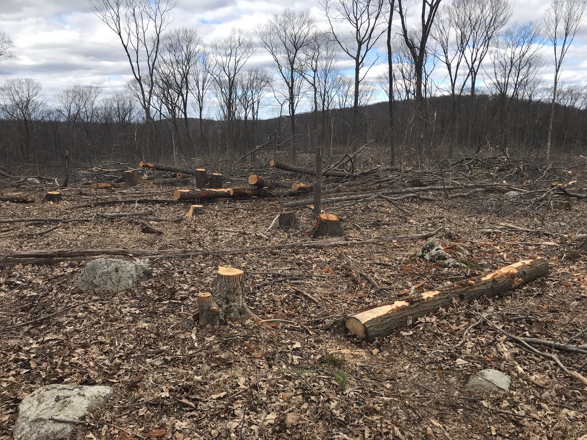 FSpartamtn's tweet photo. Deforestation of a healthy intact HCV Forest in the Highlands Region of #NJ where  130+ RTE &amp; SC species live.  Why is this continuing? when the Science clearly  states our forests need protections!  It’s time to end this Sham @NJDEPMcCabe @FirstLadyNJ #GovMurphy @ClimateReality https://t.co/IKiVhJgNnN