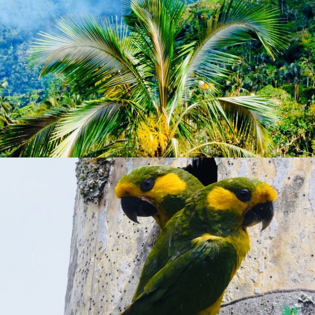 GGarciaRealpe's tweet photo. En éste #DomingoDeRamos, descansó la Palma de Cera y conservó el hábitat el loro orejiamarillo. En tiempos del coronavirus. https://t.co/QuM5lNt5GO