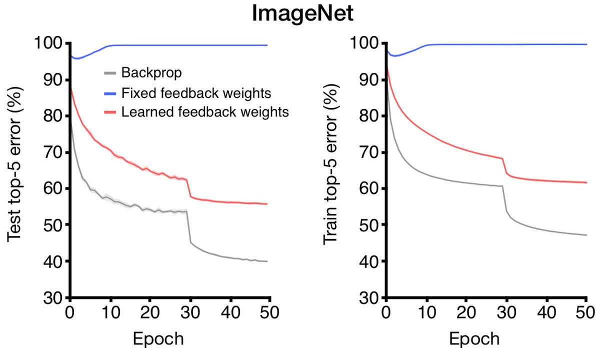 24/ On ImageNet, BDSP doesn't reach backprop level performance, but unlike feedback alignment, it actually can learn.