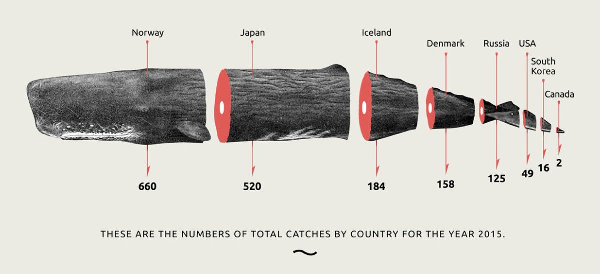 Nice infographic image made by <a href="/tillnoon/">tillnoon</a> agency from Athens, Greece showing the amount of whales catched by country for the year 2015. Sad that these incredibly intelligent creatures are slaughtered in such numbers while their habitats get poisoned and disturbed by loud sounds 😔