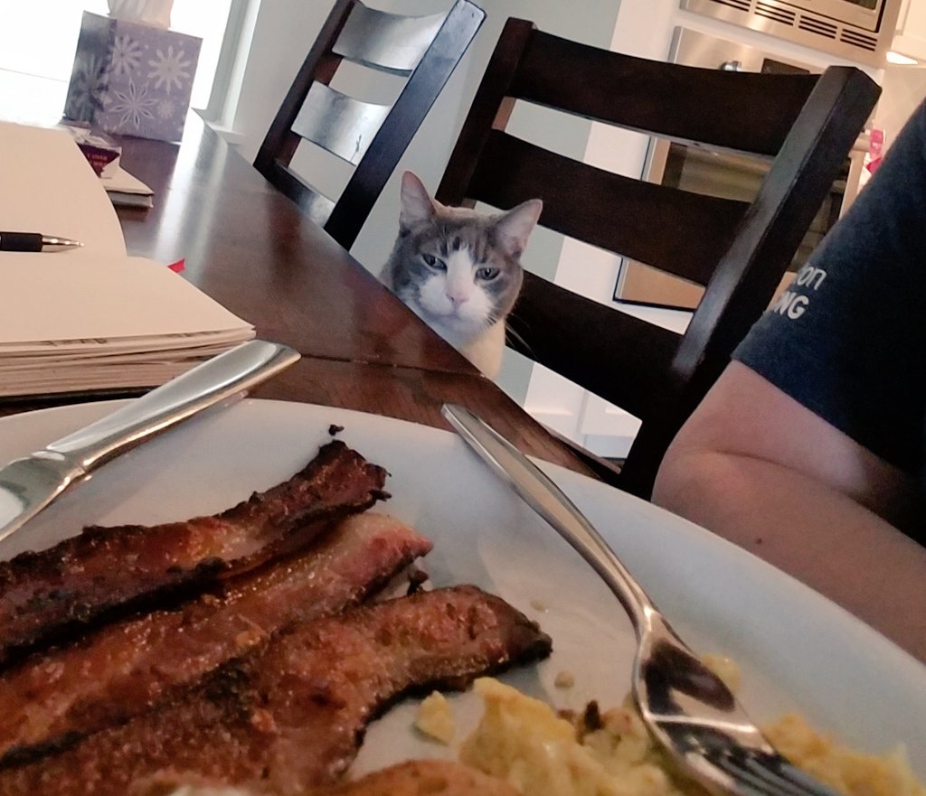 PussycatNaughty's tweet image. I gave Mom a few nips on the elbow to let her know I wanted her breakfast.  She gave me some scrambled eggs and mentioned the Staff does not condone biting, even lightly. 

#MixedMessage
#CatsofTwitter #CatBoxSunday #BreakfastWithKitty #catlovers #CatLife