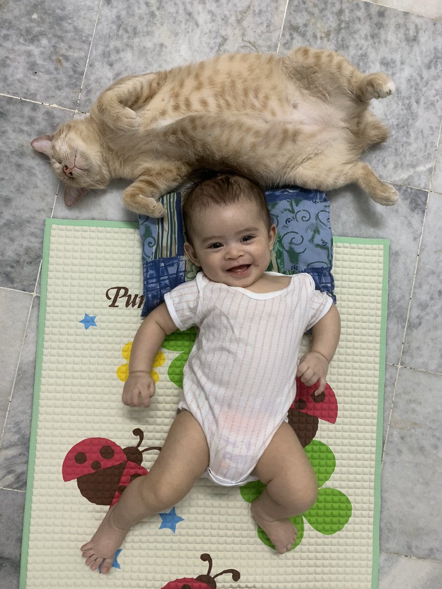 twt_alia's tweet photo. Can we do a cat thread ? Drop your favorite pics of your cat! Meowww 🐾 https://t.co/QqaptI5WVi