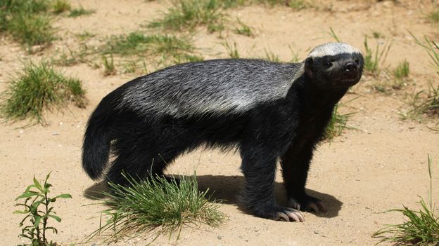 Mystère animaux n°9… l’intrépide Ratel ! Ici, c’est un malade mental que nous allons (re)découvrir. C’est probablement l’animal le plus courageux (ou inconscient). Malgré son physique (70cm, 30cm de haut, 12kg), il est capable de tenir tête aux plus grands prédateurs terrestres.