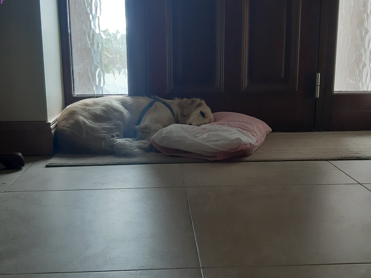 TinaODwyer's tweet photo. Always making us smile. Lovely Harper having some me-time!
#lovemydog #timeout #allwalkedout https://t.co/rR1DMzgXiU