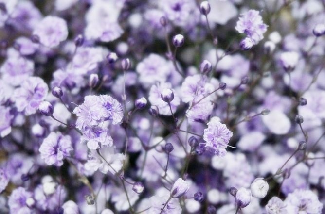 My_life_Violet's tweet photo. 보라색 안개꽃 (purple Gypsophila)
꽃말 : 깨끗한 마음, 당신과 영원히 함께 하고싶다 https://t.co/0rL7EK1Qsw