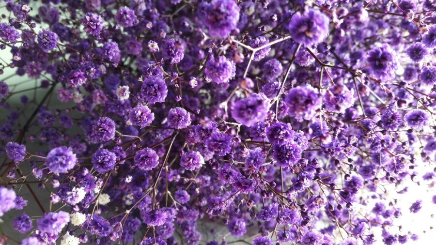 My_life_Violet's tweet photo. 보라색 안개꽃 (purple Gypsophila)
꽃말 : 깨끗한 마음, 당신과 영원히 함께 하고싶다 https://t.co/0rL7EK1Qsw