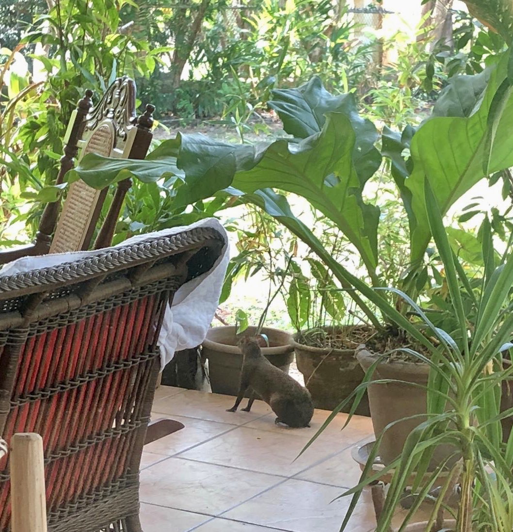 MarottaIlya's tweet photo. La visita de hoy en mi terraza🥰 #QuedeseEnCasa https://t.co/6UChMrQECc