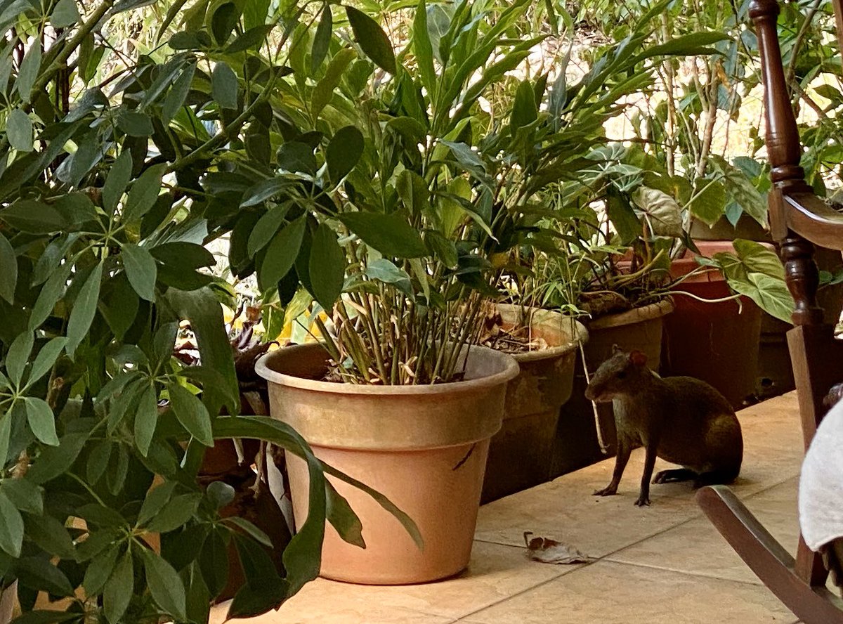 MarottaIlya's tweet photo. La visita de hoy en mi terraza🥰 #QuedeseEnCasa https://t.co/6UChMrQECc