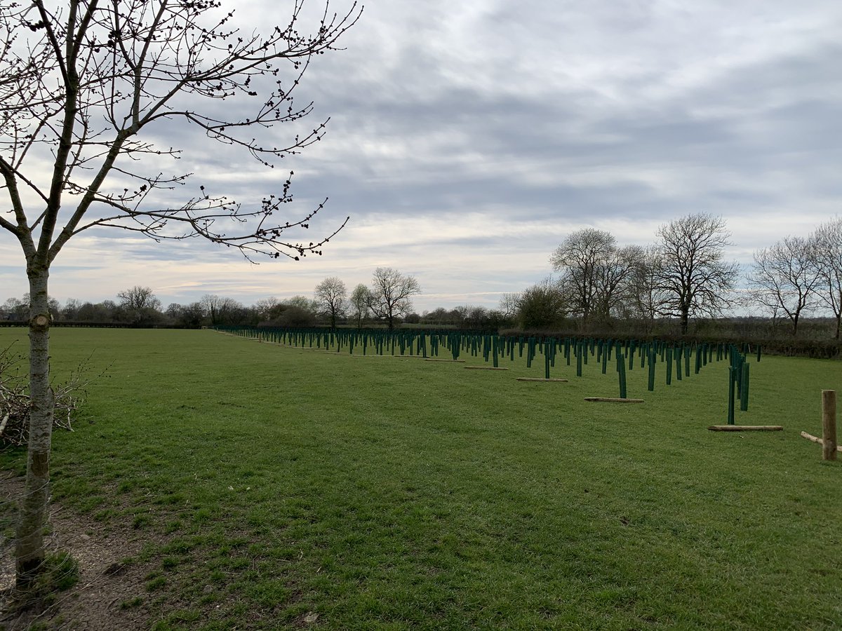 westerncropkid's tweet photo. ✅ trees are all in the ground, need a drop of rain now, when we started this block it was under water! 1600 🌲🌳looks a good idea on paper, time for a 🍻 now #farming #biodiversity #StayHome  @BryonyWinter https://t.co/UGj4qHkWgj