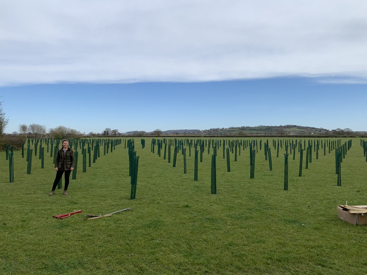 westerncropkid's tweet photo. ✅ trees are all in the ground, need a drop of rain now, when we started this block it was under water! 1600 🌲🌳looks a good idea on paper, time for a 🍻 now #farming #biodiversity #StayHome  @BryonyWinter https://t.co/UGj4qHkWgj