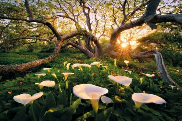 calla_truong's tweet photo. " Bởi vì không nỡ cho nên mới cam lòng. " 
" Tôi sợ tôi nhớ em. Tôi sợ người khác tổn thương em, rồi em sẽ đi đến chỗ nào đó để khóc, bên cạnh em lại chẳng có. " https://t.co/o9m5XLsSsi