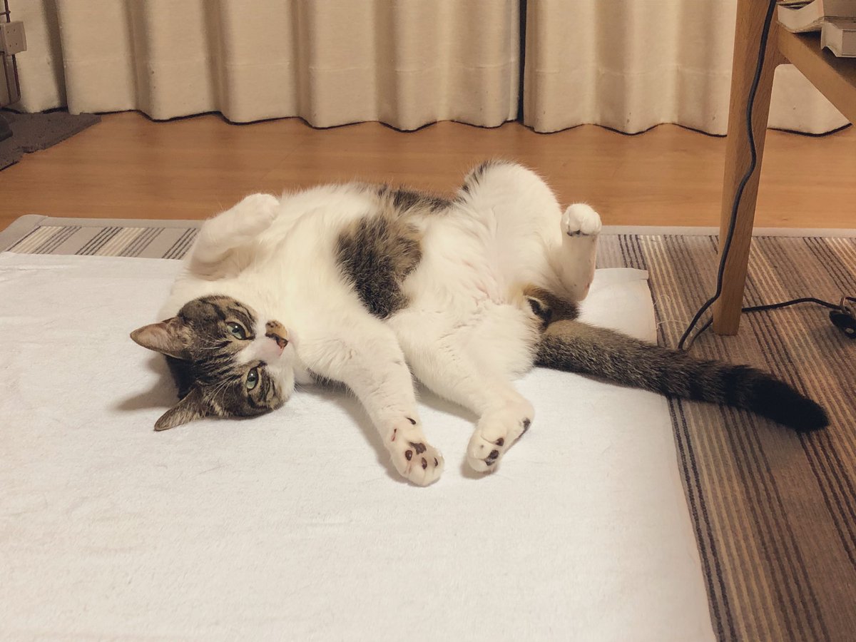 天才アイドルキャットの自覚がある猫さんの 胸毛撫でられ待ち状態 あるあるな行動がかわいい 脳内再生できました Togetter 天才アイドルキャットの自覚がある猫さんの 胸毛撫でられ待ち状態 あるあるな行動がかわいい 脳内再生できました Togetter