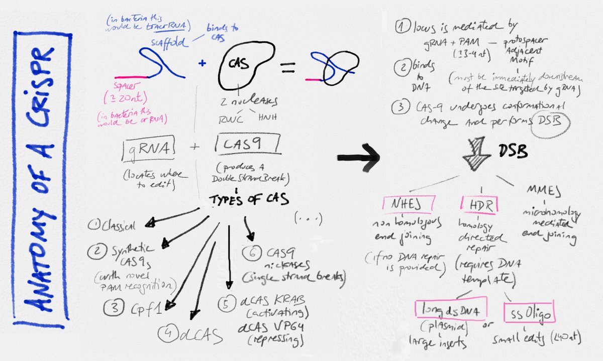 pareras's tweet photo. ANATOMY OF CRISPR/ By delivering Cas9 nuclease + gRNA into a cell, the cell's genome can be cut at a desired location allowing genes to be removed or new ones added... thousands of rare diseases could benefit, here's a map to understand what it does & basic parts #quick_notes_LP https://t.co/4JG8eOyUl5
