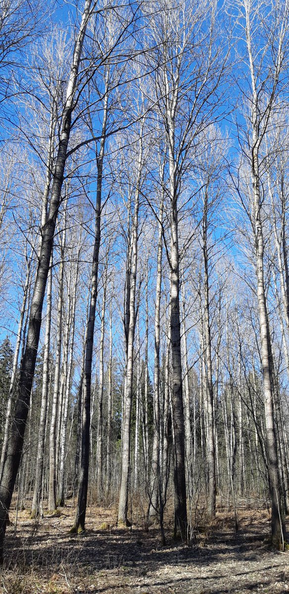 Jos #kansallispuisto'jen ruuhkat eivät ole mieleen niin tervetuloa #talousmetsä'än! Tilaa on eikä tarvitse jäädä polun vangiksi. A.Hellaakosken sanoin: 'Tietä käyden tien on vanki, vapaa on vain umpihanki' - toimii myös näin lumettomaan aikaan.