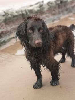 Missing Pets GB tweet media