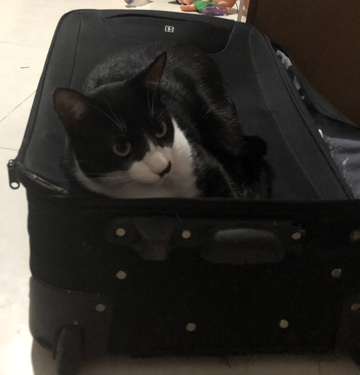 cecilios_'s tweet photo. Gente, meu gatinho aparentemente fugiu... quem me conhece sabe o quanto ele é importante pra mim e amado. Por favor, quem puder ajudar dando um rt pra tentar achá-lo, o nome dele é Freud. Moro em itaperuna, na cidade nova (prédio da oficina da massa) https://t.co/XFeWXvXEQc