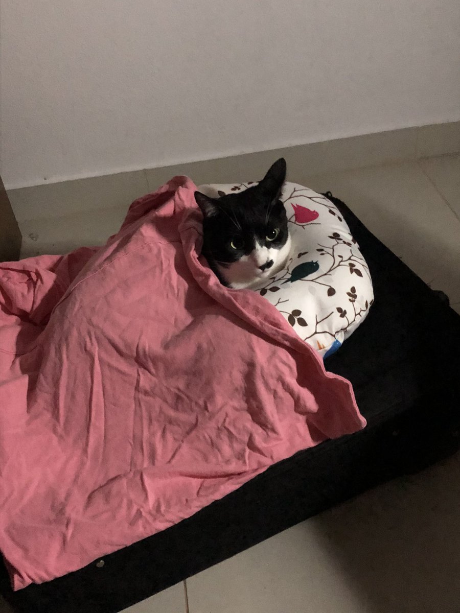 cecilios_'s tweet photo. Gente, meu gatinho aparentemente fugiu... quem me conhece sabe o quanto ele é importante pra mim e amado. Por favor, quem puder ajudar dando um rt pra tentar achá-lo, o nome dele é Freud. Moro em itaperuna, na cidade nova (prédio da oficina da massa) https://t.co/XFeWXvXEQc
