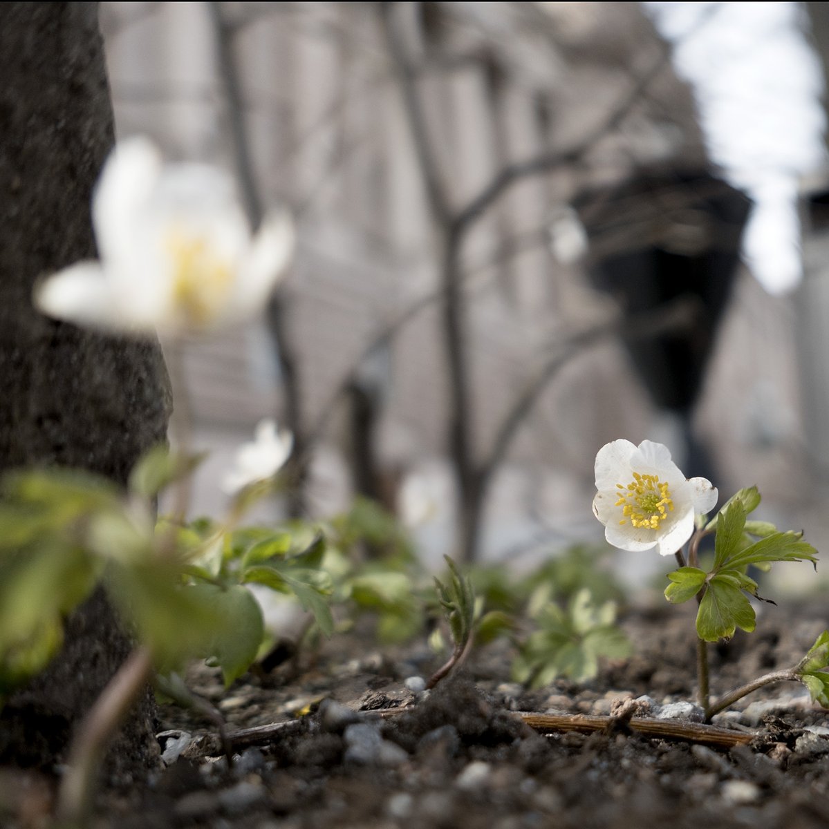 LarsEpstein's tweet photo. Vitsipporna (och tusenskönorna) blommar framför gamla riksdagshuset
https://t.co/yc18nDYb0E https://t.co/mUFVhHCn5C