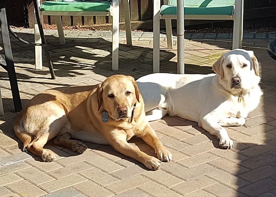 Barnaby the yellow Labrador x Golden Retriever is home with his puppy walker Patricia and his mate Pudsey. 
(A darker yellow Pudsey on the left and an almost white Barnaby on the right are both laying down on a patio in the sun).
Thank you Patricia for the great photo
#GuideDogs