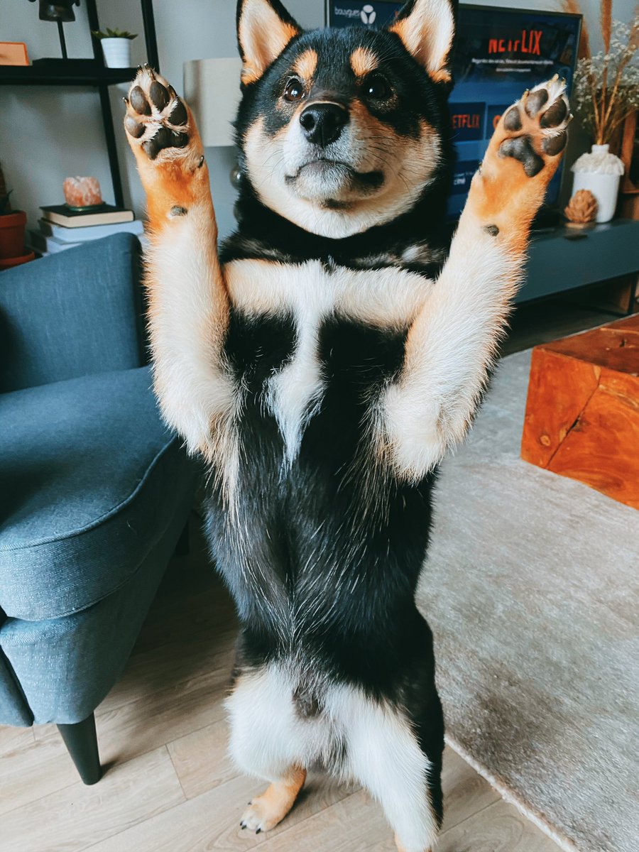 tom_dulac's tweet photo. @GrobotekC Il est tellement choux voilà Phœnix qui a hâte que le confinement soit fini https://t.co/D6NBOvgEGb