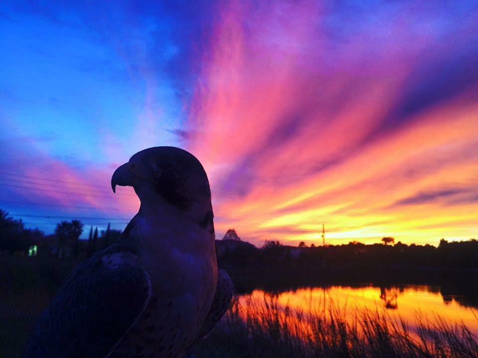 Medieval Times ATL tweet media