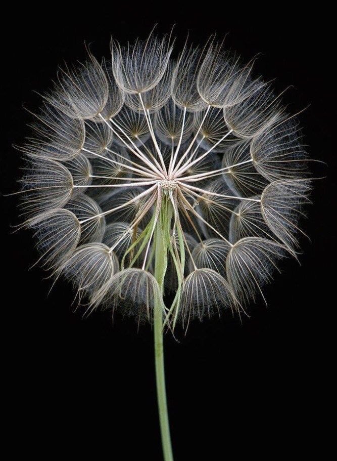 uffelenjohn's tweet photo. @TexanInOz And gives us Great pictures https://t.co/g680SRCaY8
