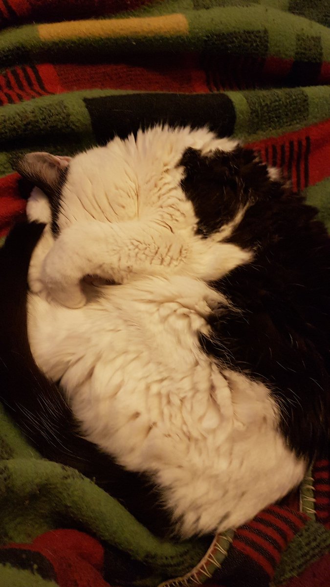 minnie_mog's tweet photo. I's dojin a curl on the sofa blankey next to Mum. She finkins dat my posins bejin adorjabulls. Speshully the last pictpurr ware yoo can just see mine likol nosey fins between mine pawses. ๐บโค๐ค
#CatsOfTwitter, #CatsOfTheQuarantine, #DojinACurl, #SleepySchnorb, #SleepyKitty. https://t.co/G5qwDq4h0b