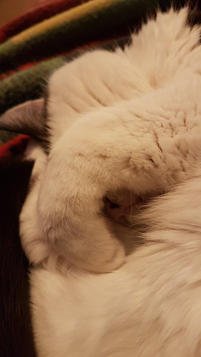 minnie_mog's tweet photo. I's dojin a curl on the sofa blankey next to Mum. She finkins dat my posins bejin adorjabulls. Speshully the last pictpurr ware yoo can just see mine likol nosey fins between mine pawses. ๐บโค๐ค
#CatsOfTwitter, #CatsOfTheQuarantine, #DojinACurl, #SleepySchnorb, #SleepyKitty. https://t.co/G5qwDq4h0b