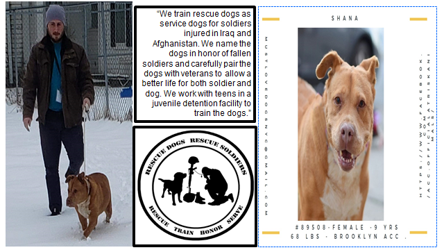 LSociologist's tweet photo. 🆘Dear @SirPatStew, many #doomed are #bullybreed, whose #cages line #kill #shelter walls. #Heroes in #NewYork like #Rescue Dogs Rescue Soldiers, @TomJumboGrumbo, @KeithOlbermann try 2 #save them. #Senators' Bill will make it easier 2 kill them. ♥️&amp;🙏from fellow #pitbulladvocate https://t.co/6xBbriu85N