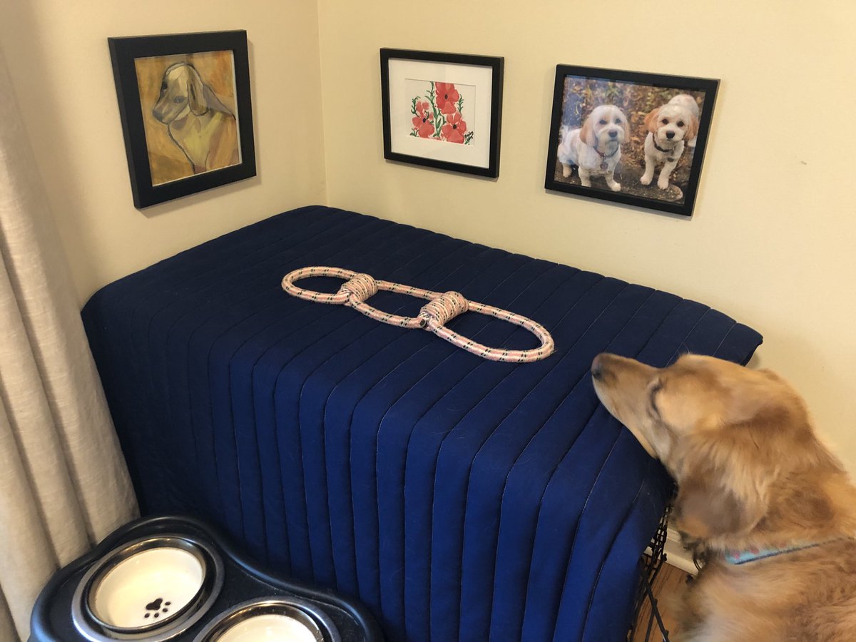 RealDBSweeney's tweet photo. Lockdown: Day 20
The dog gets an art gallery. #cabin fever. #twodummicks https://t.co/aX0Fn9buzF