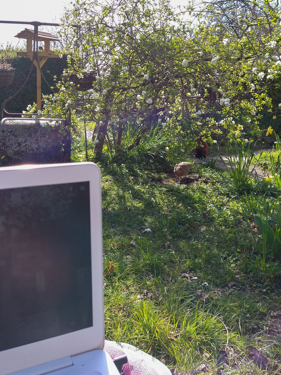 RHdesignedit's tweet photo. In the garden watching @TheMontyDon Japanese Gardens when a couple of pheasants showed up #spring #blossom #garden https://t.co/yYjMqYYaK3