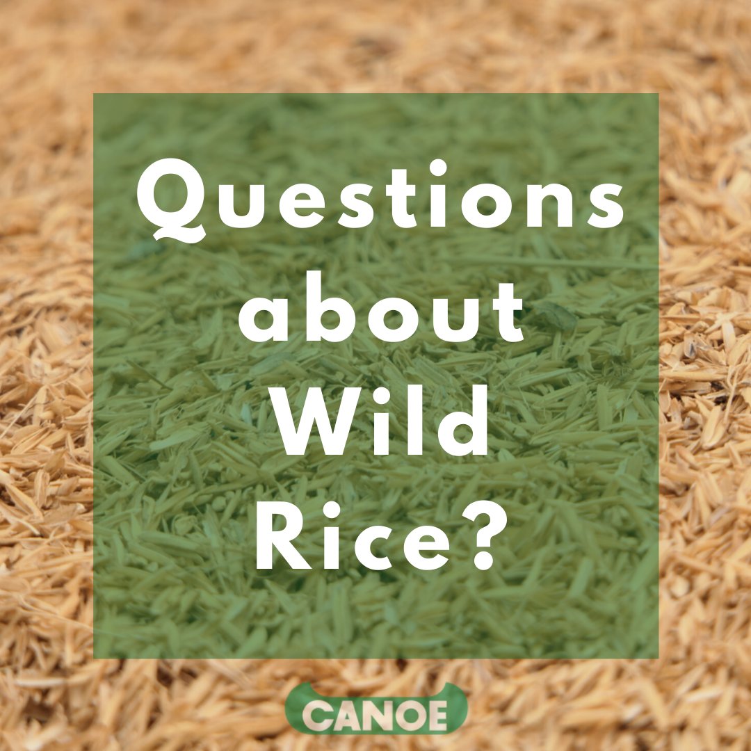 CanoeWildRice's tweet photo. Do you have questions about wild rice? Well we have answers! Check out this post about your need-to-know questions and answers about #CanoeWildRice .
https://t.co/vSNjaMYeU3 https://t.co/TKvn5BYF12