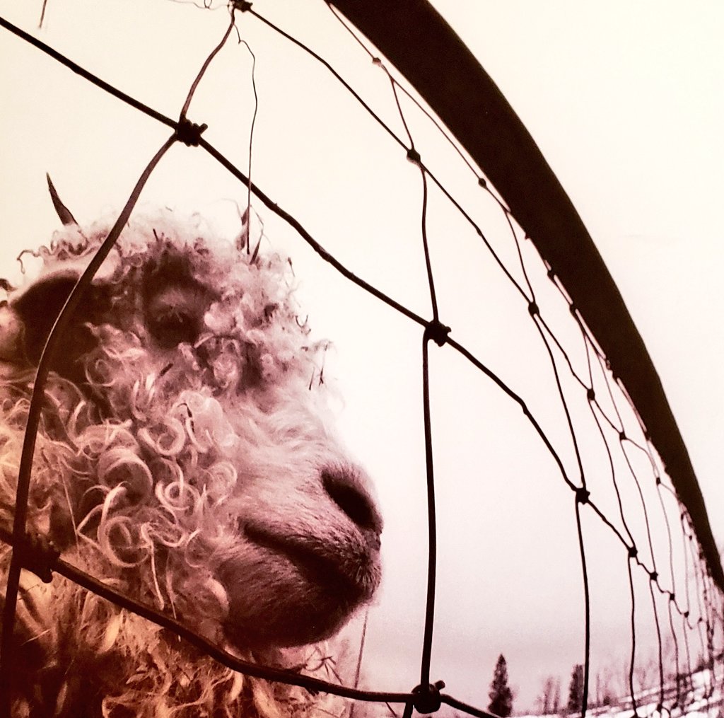 BrowneEar's tweet image. Pearl Jam on #vinyl #nowspinning 

#SundayMorningAnalog