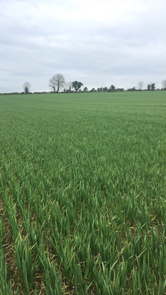 #ArableApril off to a flying start while strictly adhering to #socialdistancing guidelines👌🌾 #Arable #glutenfreeoats  #maltingbarley #staysafe