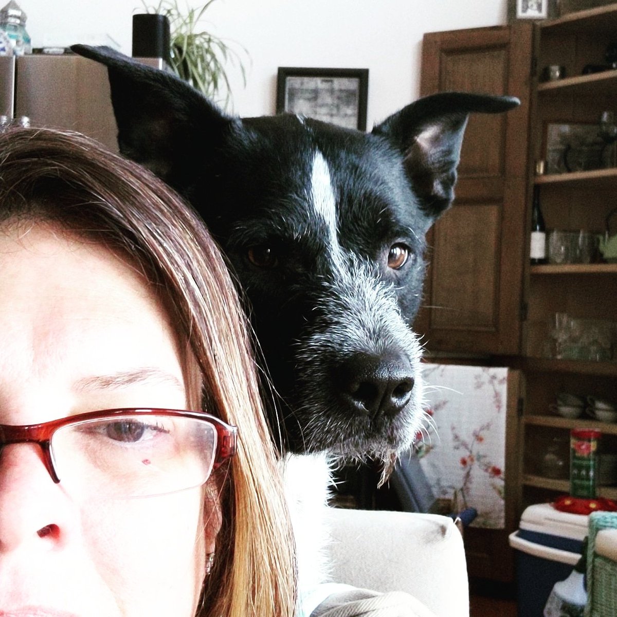 HeatherSwann's tweet photo. Every morning Bear sits behind me while I read - my constant companion.

#cattledogmix #heelermix #blueheeler #blueheelersofinstagram #dogstagram #dogs #rescuedog #AdoptDontShop #dogsofinstaworld #rescuesofinstagram #dogsoftwitter #pupsofig https://t.co/C7tQrFi8bM