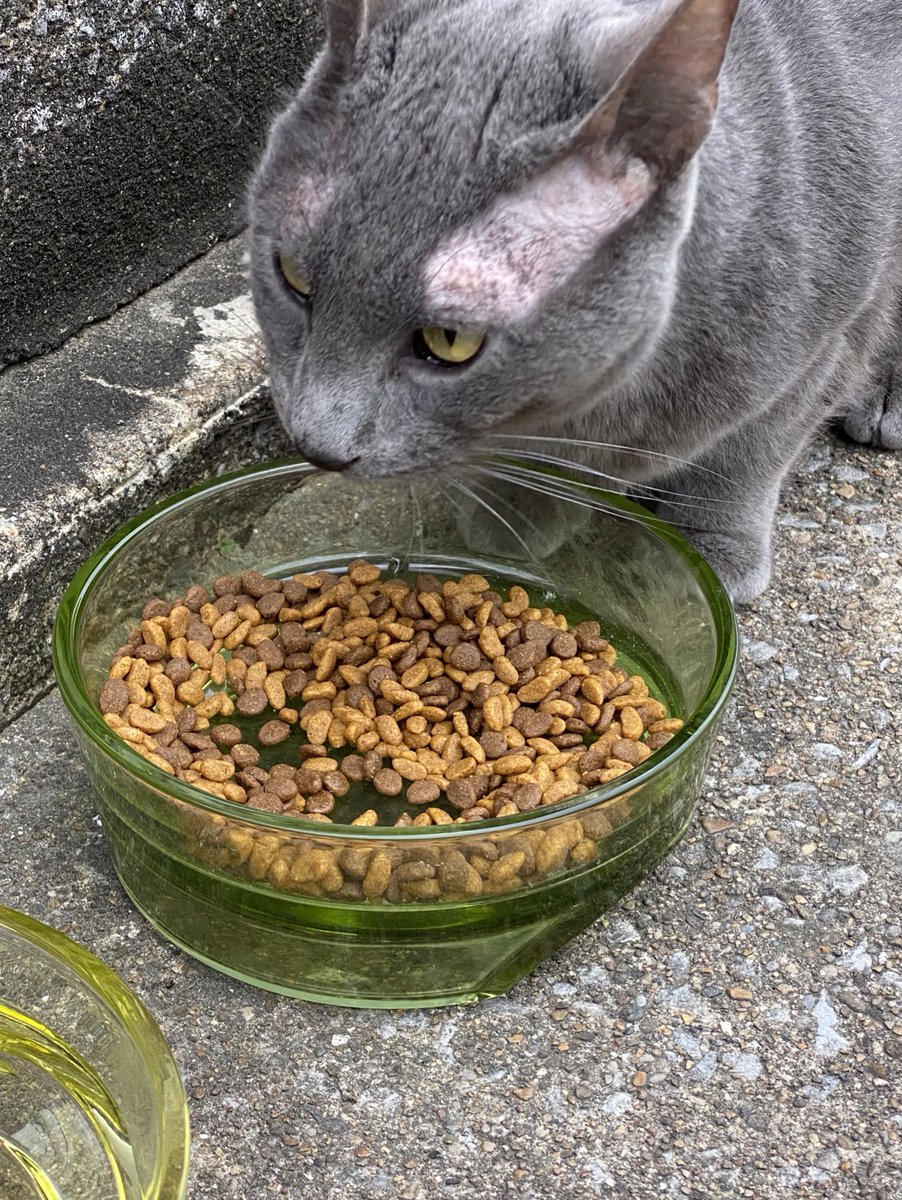 GMells87's tweet photo. When youโre the neighborhood Patron Saint of Strays... ๐คท๐ปโโ๏ธ๐๐ป๐ฑโค๏ธ Ps I named her #Gryla #catman #catlover #didsomegood #goodneed #porchcat https://t.co/bSPOXGO2dv