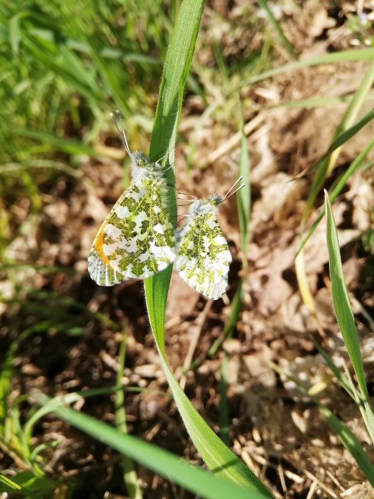 Mijn eerste oranje tipje, lentekriebels dacht het wel🤔 <a href="/henkeikholt13/">Henk Eikholt</a> <a href="/StormchaserNL/">Wouter van Bernebeek</a> <a href="/waarneming/">Waarneming.nl</a> @GiovanBernebeek (foto gemaakt met huawei telefoon)